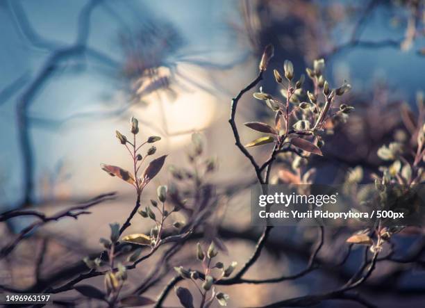 close-up of flowering plant against sky,bonn,germany - blossom tree stock-fotos und bilder