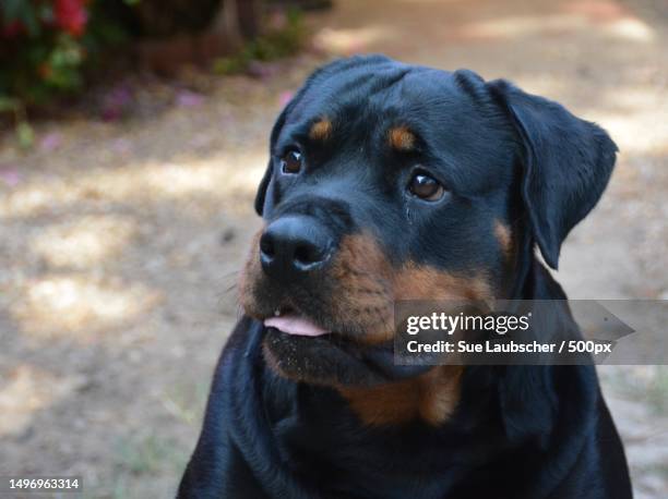 Up Beta Rottweiler 2,456 Images Of Rottweiler Dogs Stock Photos, High-Res Pictures, and ...