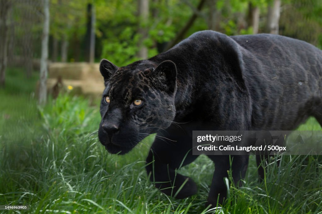 Portrait of black cat standing on field,Smarden,Ashford,United Kingdom,UK
