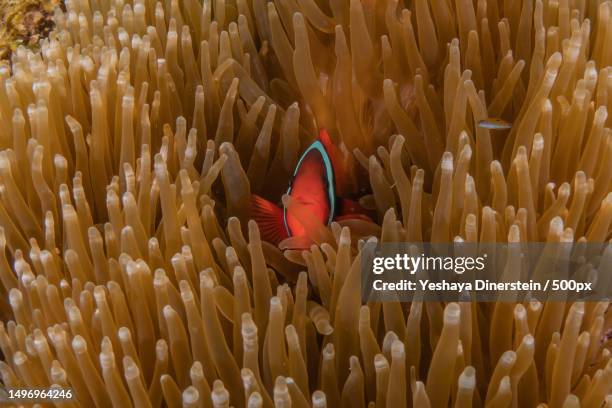 close-up of anemonefish swimming in sea,philippines - yeshaya dinerstein stockfoto's en -beelden