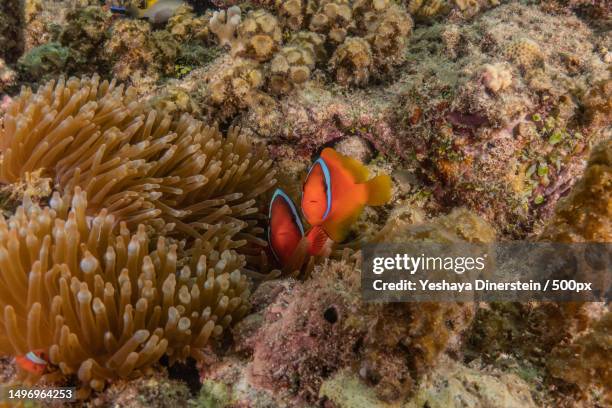 close-up of coral in sea,philippines - yeshaya dinerstein stockfoto's en -beelden