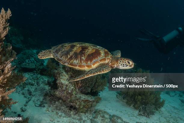 a sea green hawksbill turtle swimming underwater,philippines - yeshaya dinerstein stockfoto's en -beelden