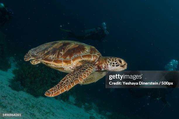 man swimming undersea,philippines - yeshaya dinerstein stockfoto's en -beelden