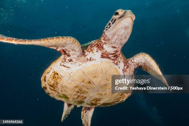 close-up of sea green turtle swimming in sea,philippines - yeshaya dinerstein stockfoto's en -beelden