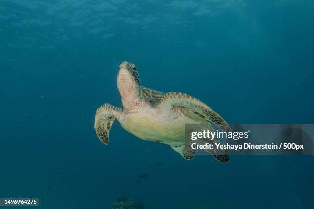 close-up of sea green hawksbill turtle swimming in sea,philippines - yeshaya dinerstein stockfoto's en -beelden