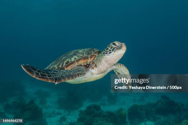 close-up of sea green hawksbill turtle swimming in sea,philippines - yeshaya dinerstein stockfoto's en -beelden