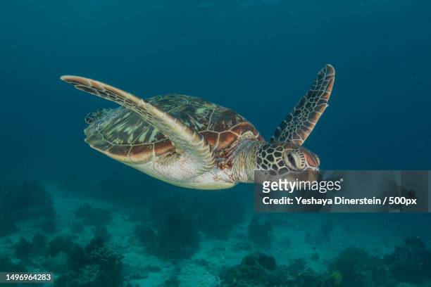 close-up of sea green hawksbill turtle swimming in sea,philippines - yeshaya dinerstein stockfoto's en -beelden