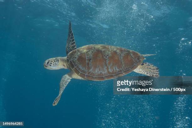 close-up sea green hawksbill turtle swimming in sea,philippines - yeshaya dinerstein stockfoto's en -beelden