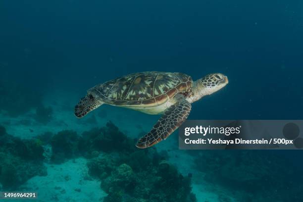 close-up of sea green hawksbill turtle swimming in sea,philippines - yeshaya dinerstein stockfoto's en -beelden