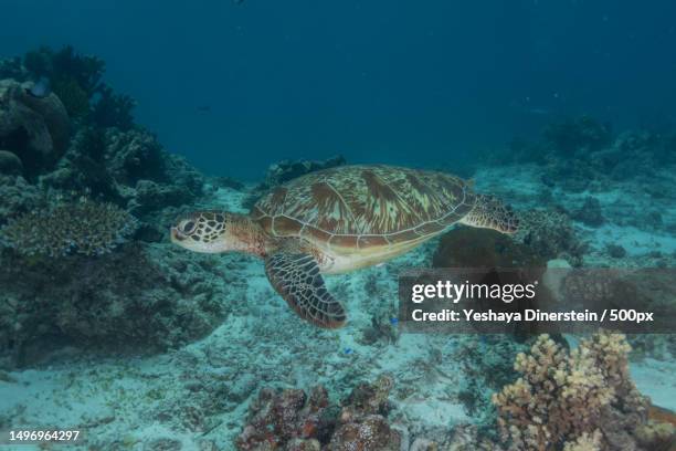 close-up of green sea hawksbill turtle swimming in sea,philippines - yeshaya dinerstein stockfoto's en -beelden