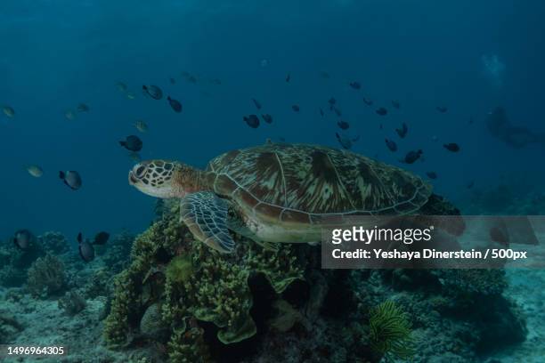 high angle view of sea green hawksbill turtle swimming in sea,philippines - yeshaya dinerstein stockfoto's en -beelden
