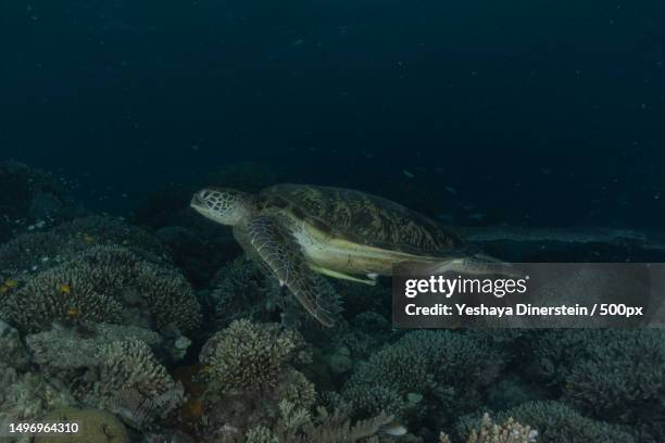 close-up of fish swimming in sea,philippines - yeshaya dinerstein stockfoto's en -beelden