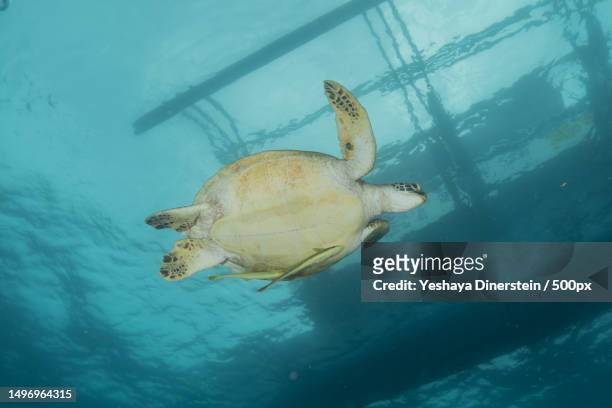close-up of sea green turtle swimming in sea,philippines - yeshaya dinerstein stockfoto's en -beelden
