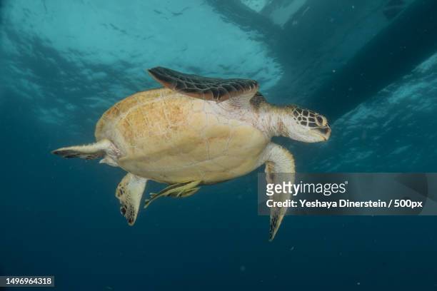 close-up of sea green loggerhead turtle swimming in sea,philippines - yeshaya dinerstein stockfoto's en -beelden