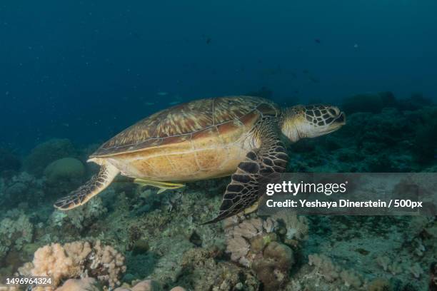 close-up of green sea hawksbill turtle swimming in sea,philippines - yeshaya dinerstein stockfoto's en -beelden