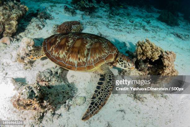 high angle view of sea green hawksbill turtle swimming in sea,philippines - yeshaya dinerstein imagens e fotografias de stock