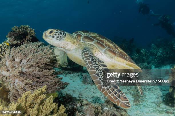 close-up of sea green hawksbill turtle swimming in sea,philippines - yeshaya dinerstein stockfoto's en -beelden