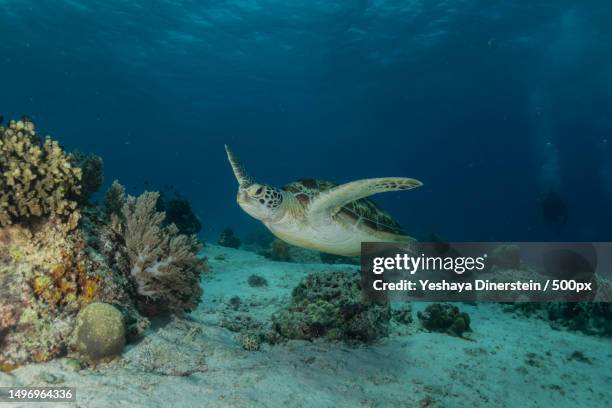 low angle view of sea hawksbill green loggerhead turtle swimming in sea,philippines - yeshaya dinerstein stockfoto's en -beelden