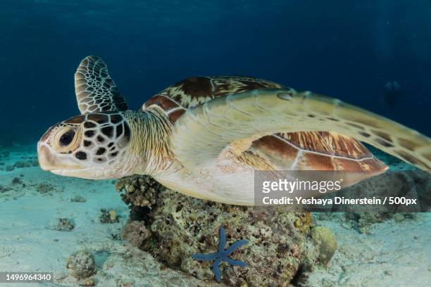 close-up of green sea hawksbill turtle swimming in sea,philippines - yeshaya dinerstein stockfoto's en -beelden