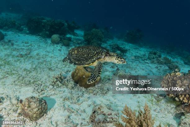 high angle view of tropical fish swimming in sea,philippines - yeshaya dinerstein stockfoto's en -beelden