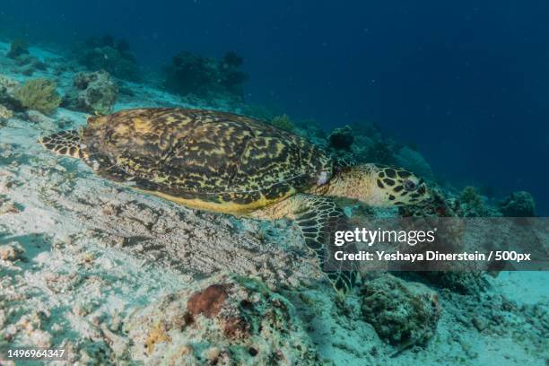 high angle view of sea hawksbill green turtle swimming in sea,philippines - yeshaya dinerstein stockfoto's en -beelden
