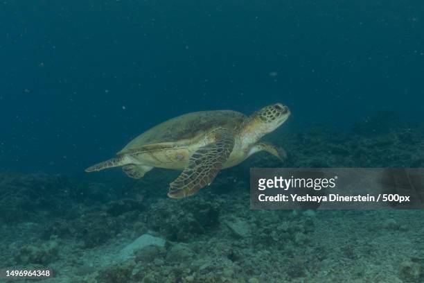 close-up of sea green hawksbill turtle swimming in sea,philippines - yeshaya dinerstein imagens e fotografias de stock