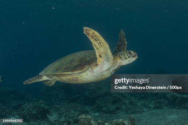 close-up of sea green hawksbill turtle swimming in sea,philippines - yeshaya dinerstein stockfoto's en -beelden