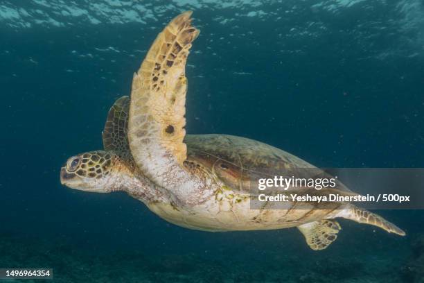 close-up of sea green hawksbill turtle swimming in sea,philippines - yeshaya dinerstein stockfoto's en -beelden