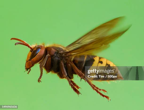 close-up of insect on leaf - europäische hornisse stock-fotos und bilder