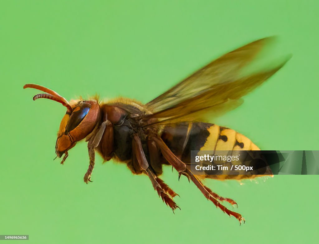 Close-up of insect on leaf