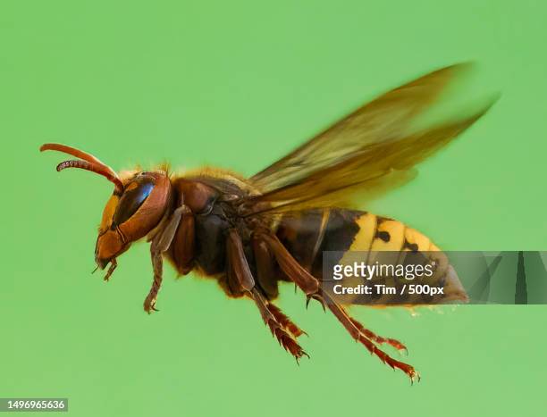 close-up of insect on leaf - hornets stock pictures, royalty-free photos & images