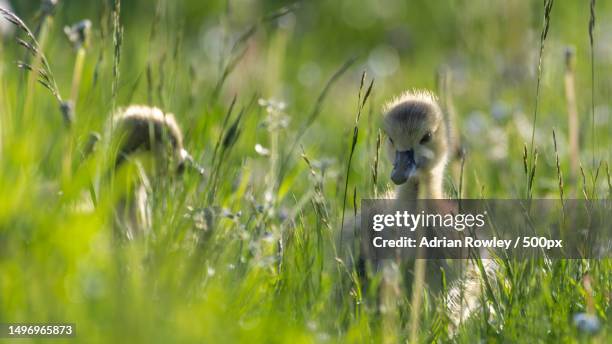 close-up of water greylag goose on grassy field,bromley,united kingdom,uk - bromley stock pictures, royalty-free photos & images