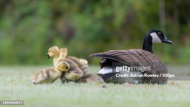 close-up of ducks on field,bromley,united kingdom,uk - bromley stock pictures, royalty-free photos & images