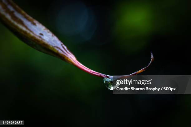 close-up of water drop on leaf,christchurch,new zealand - sharon brophy - fotografias e filmes do acervo