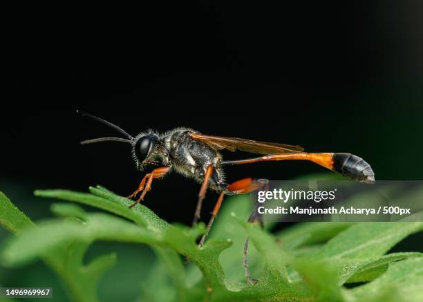 Rust Insect India 277 India Wasps Stock Photos, High-Res Pictures, and Images - Getty Images
