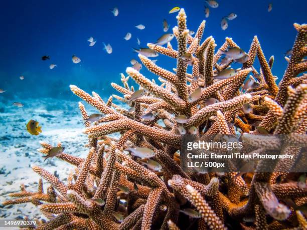 low angle view of starfish against blue sky - staghorn coral stock pictures, royalty-free photos & images