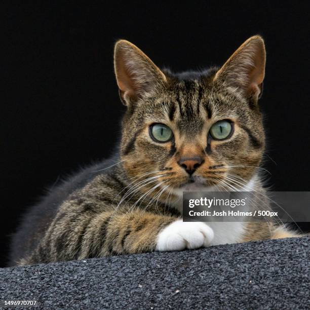 close-up portrait of a cat,grimsby,united kingdom,uk - square interior stock pictures, royalty-free photos & images