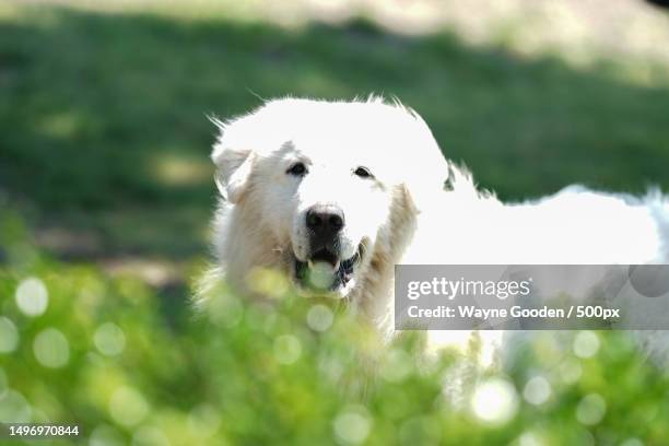 portrait of purebred maremma sheepdog running on field,pilot point,texas,united states,usa - pastore maremmano stockfoto's en -beelden