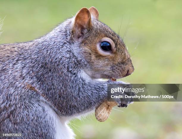 close-up of gray squirrel eating food,united kingdom,uk - peanut stock pictures, royalty-free photos & images
