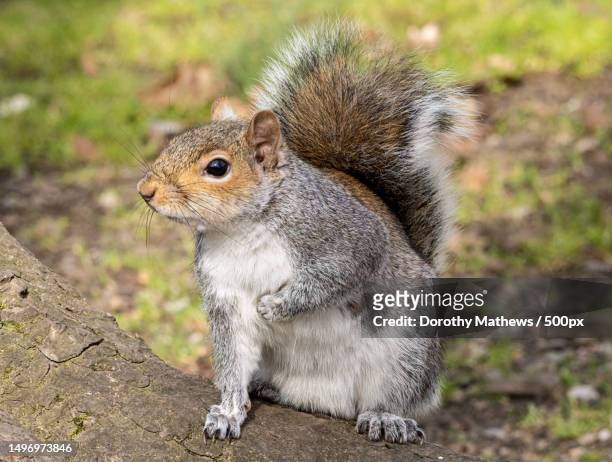 close-up of gray squirrel on field,united kingdom,uk - gray squirrel foto e immagini stock