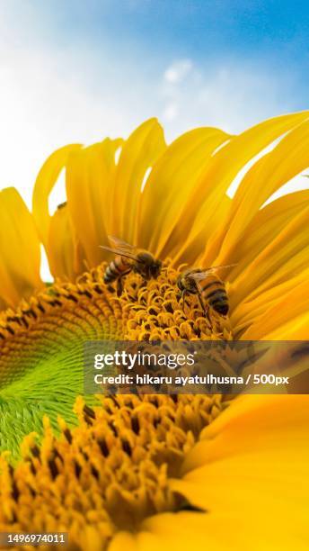close-up of sunflower,pawnee,kansas,united states,usa - kansas sunflowers stock pictures, royalty-free photos & images