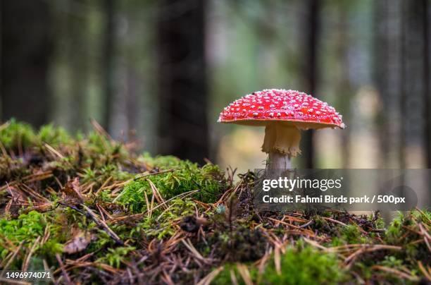 close-up of fly agaric mushroom growing on field - fly agaric mushroom - fotografias e filmes do acervo