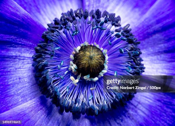 close-up of purple flower,essen,germany - estambre fotografías e imágenes de stock