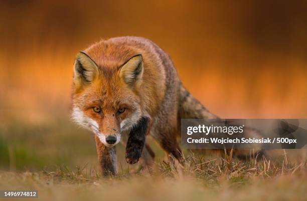 portrait of red fox standing on grassy field - raposa vermelha imagens e fotografias de stock