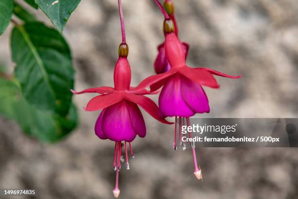 close-up of pink flowering plant,la alberca,salamanca,spain - fuchsia flower stock pictures, royalty-free photos & images