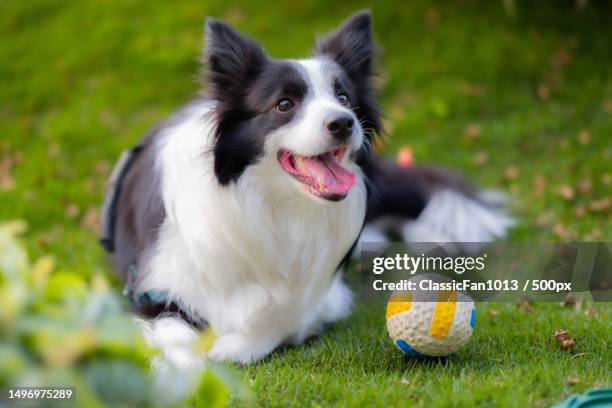 close-up of purebred collie with ball on field - collie puppy stock pictures, royalty-free photos & images