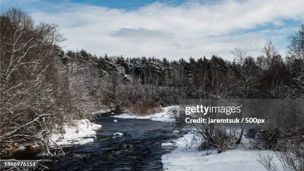 trees on snow covered land against sky,estonia - pirita stock pictures, royalty-free photos & images