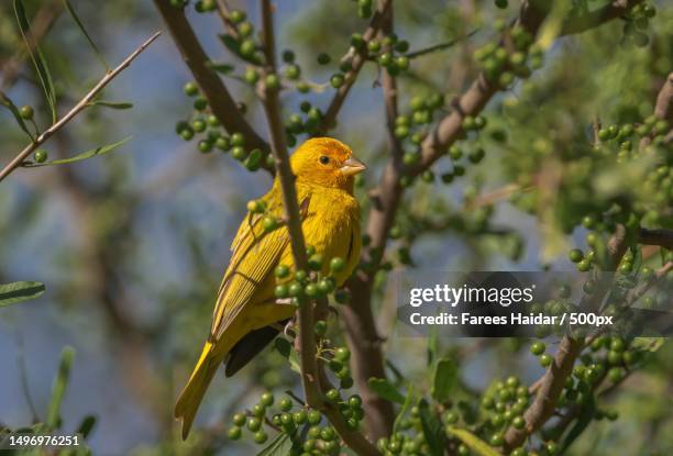 close-up of warbler perching on tree,india - waldsänger stock-fotos und bilder