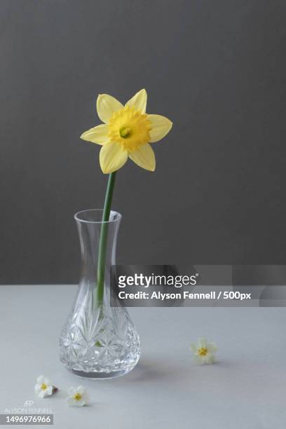close-up of yellow flowers in vase on table against wall - hand bell stock pictures, royalty-free photos & images