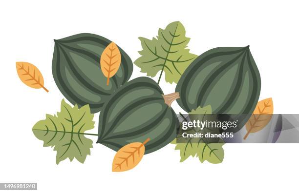 acorn squash fall & autumn element - acorn squash stock illustrations
